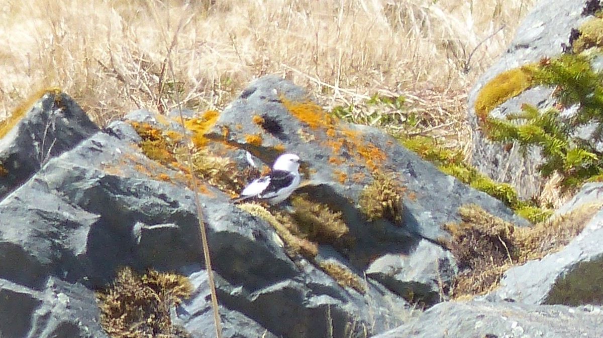 Snow Bunting - Don Aldridge