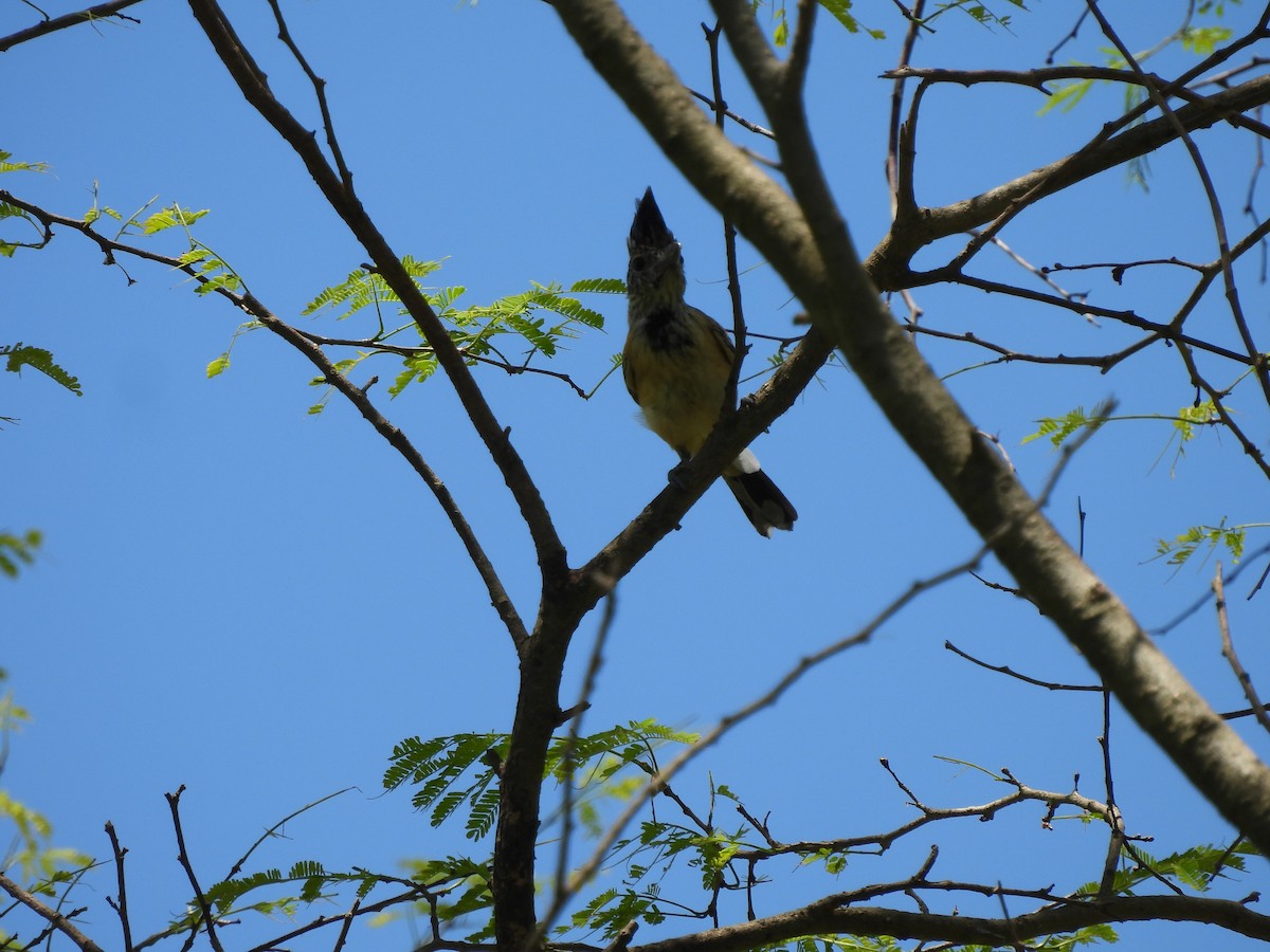 Black-crested Antshrike - Leandro Niebles Puello