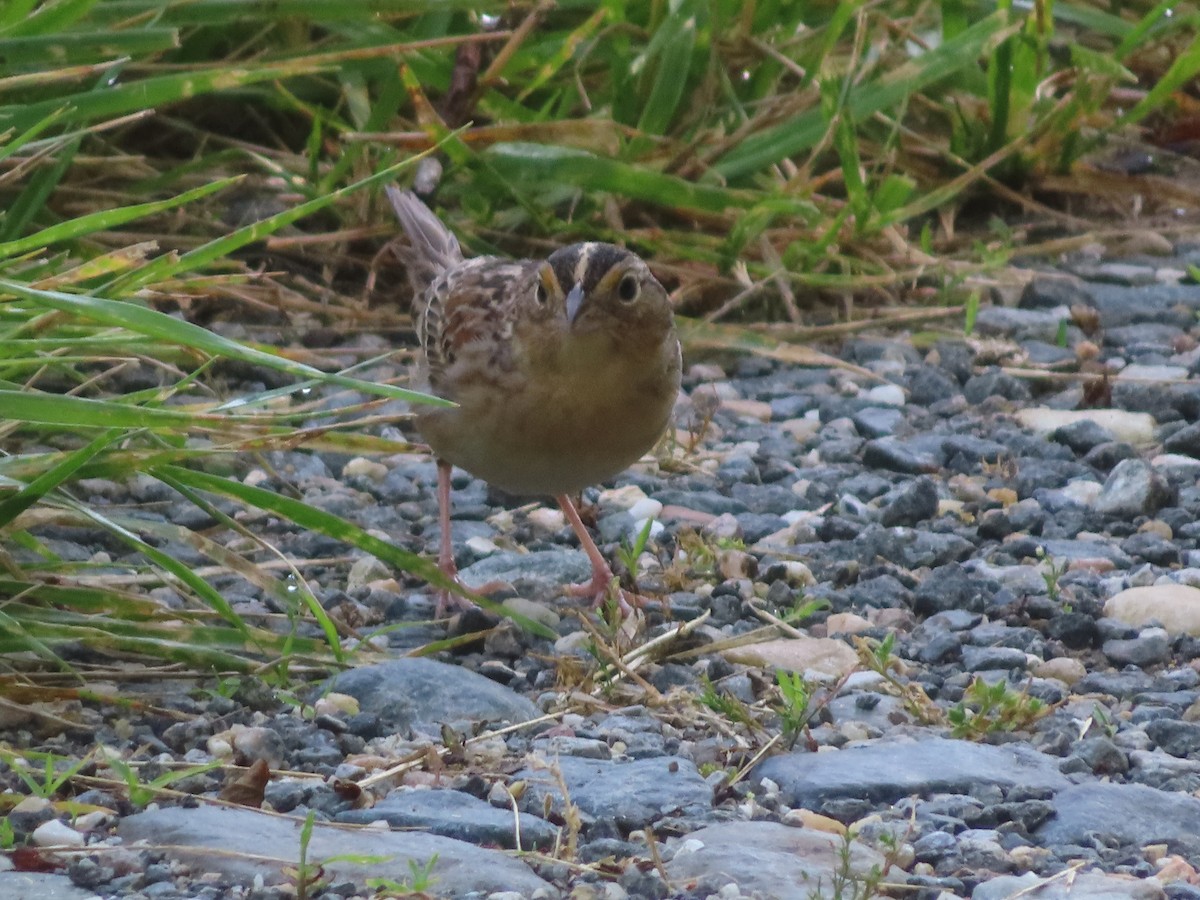 Grasshopper Sparrow - Ken Clark