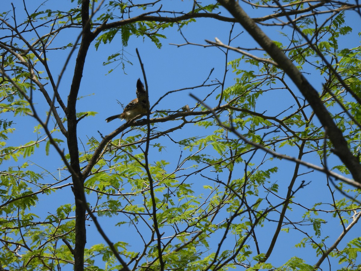 Black-crested Antshrike - ML619601853