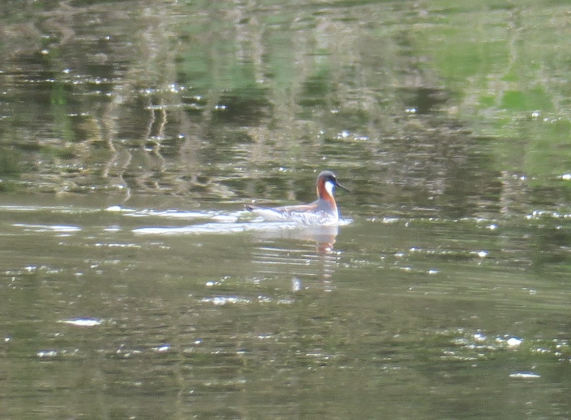 Red-necked Phalarope - Char Corkran