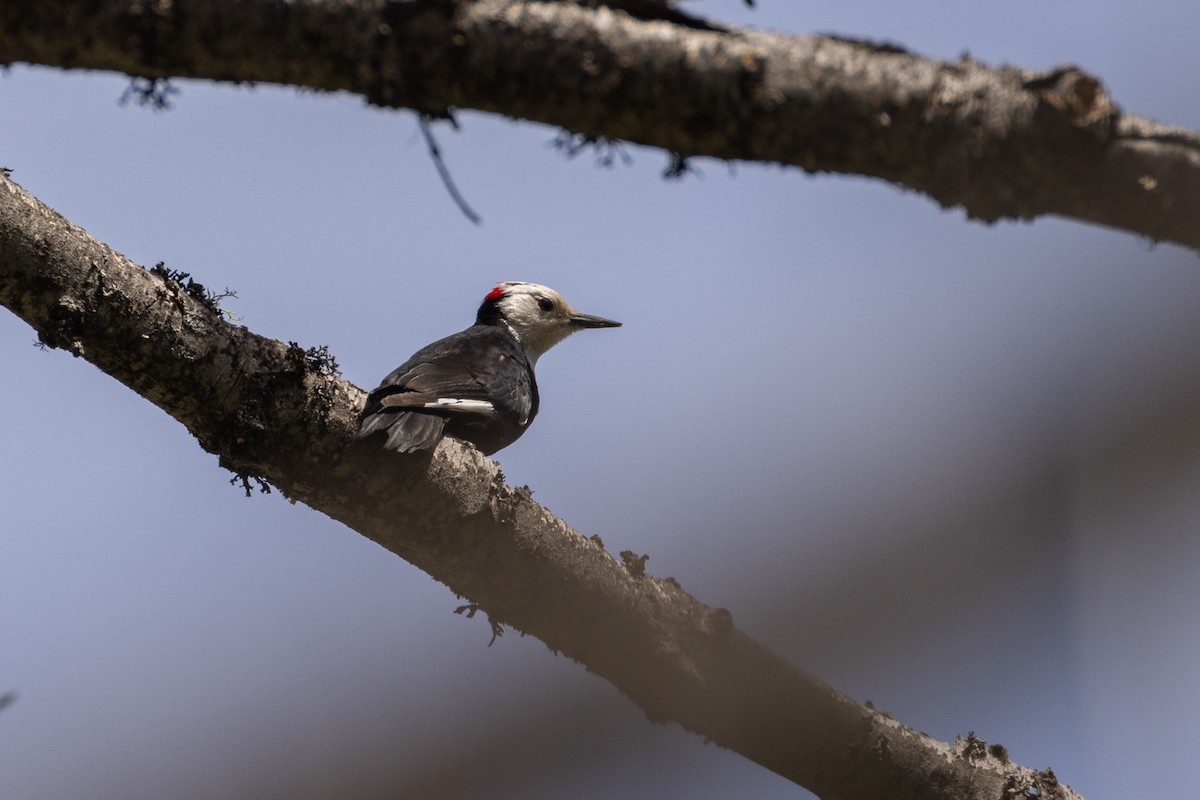 White-headed Woodpecker - James Halsch