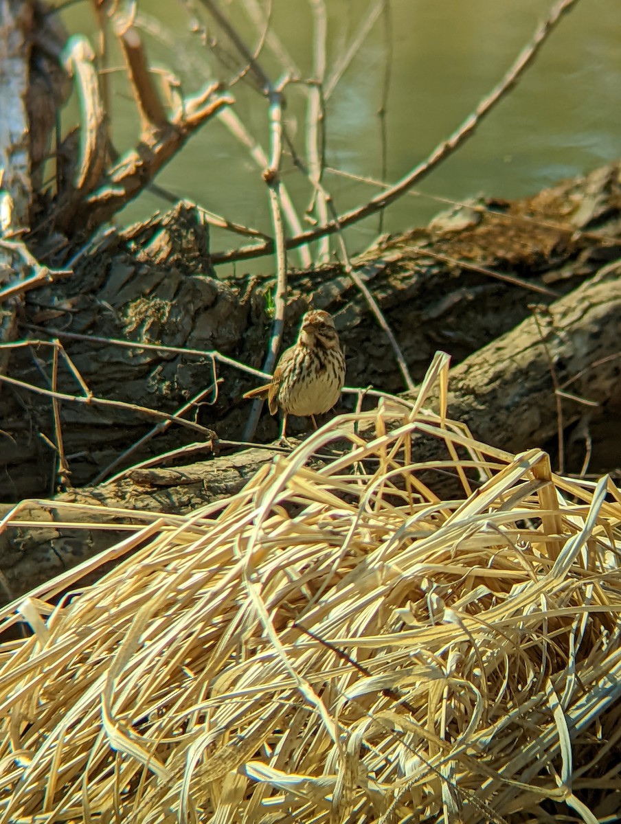 Song Sparrow - Jack N