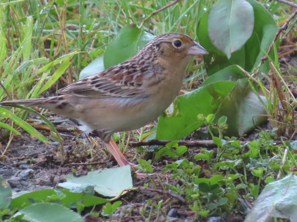 Grasshopper Sparrow - Ken Clark