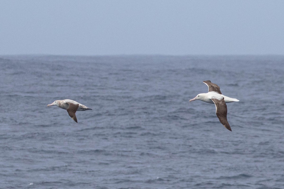 Southern Royal Albatross - Denis Corbeil