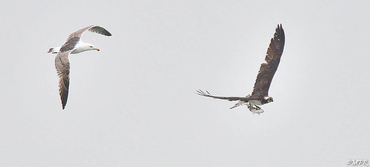 Osprey - Marc Roca