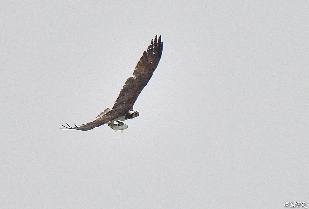 Osprey - Marc Roca