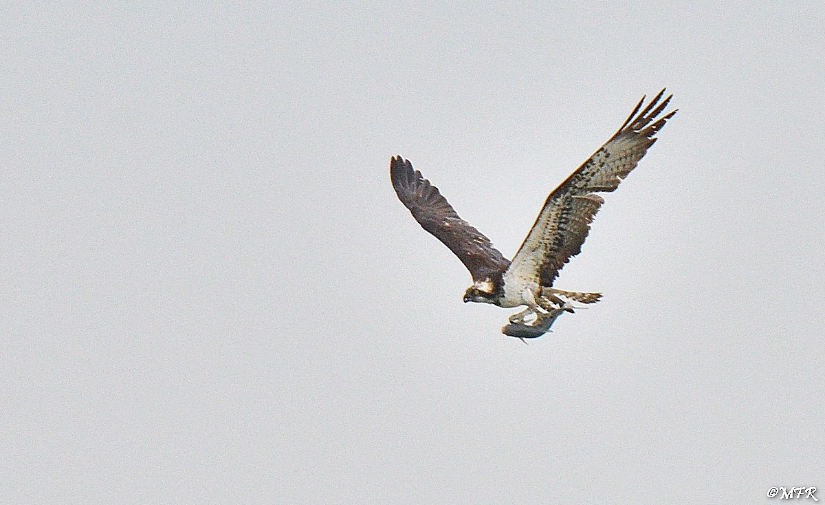 Osprey - Marc Roca