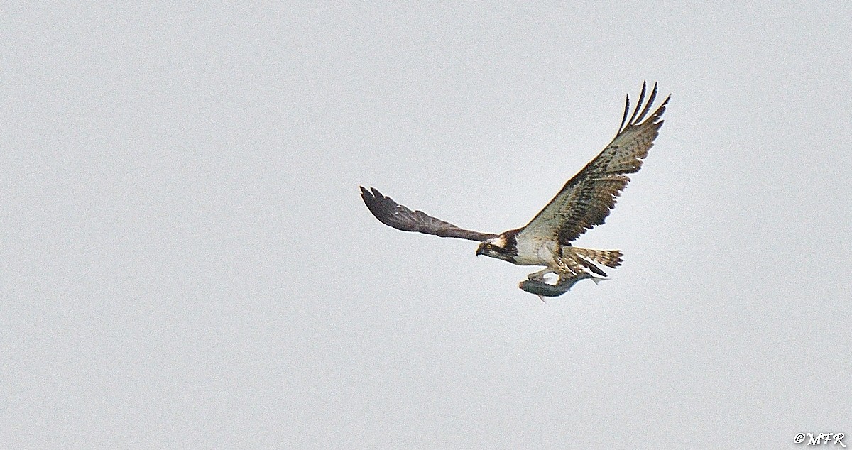 Balbuzard pêcheur - ML619601871