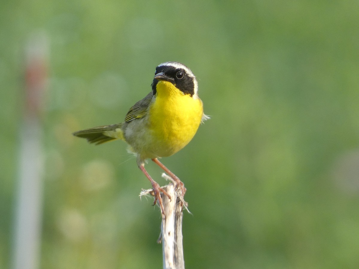 Common Yellowthroat - Matthew Matlock