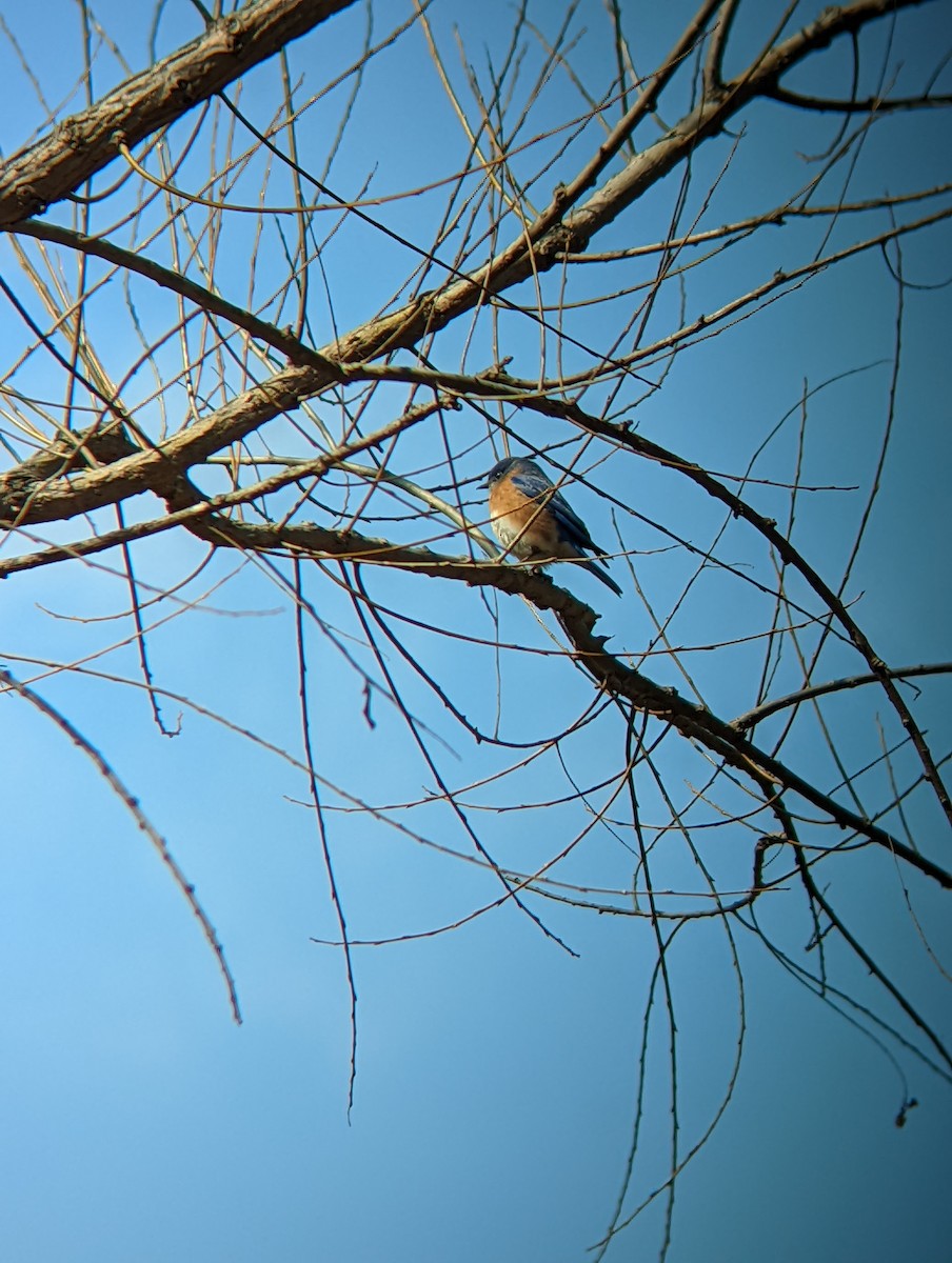 Eastern Bluebird - Jack N