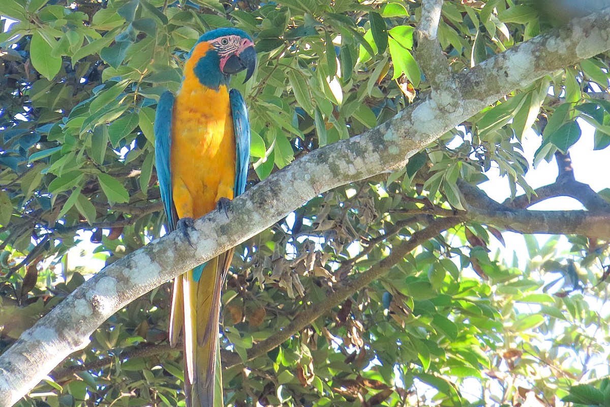Blue-throated Macaw - Itamar Donitza