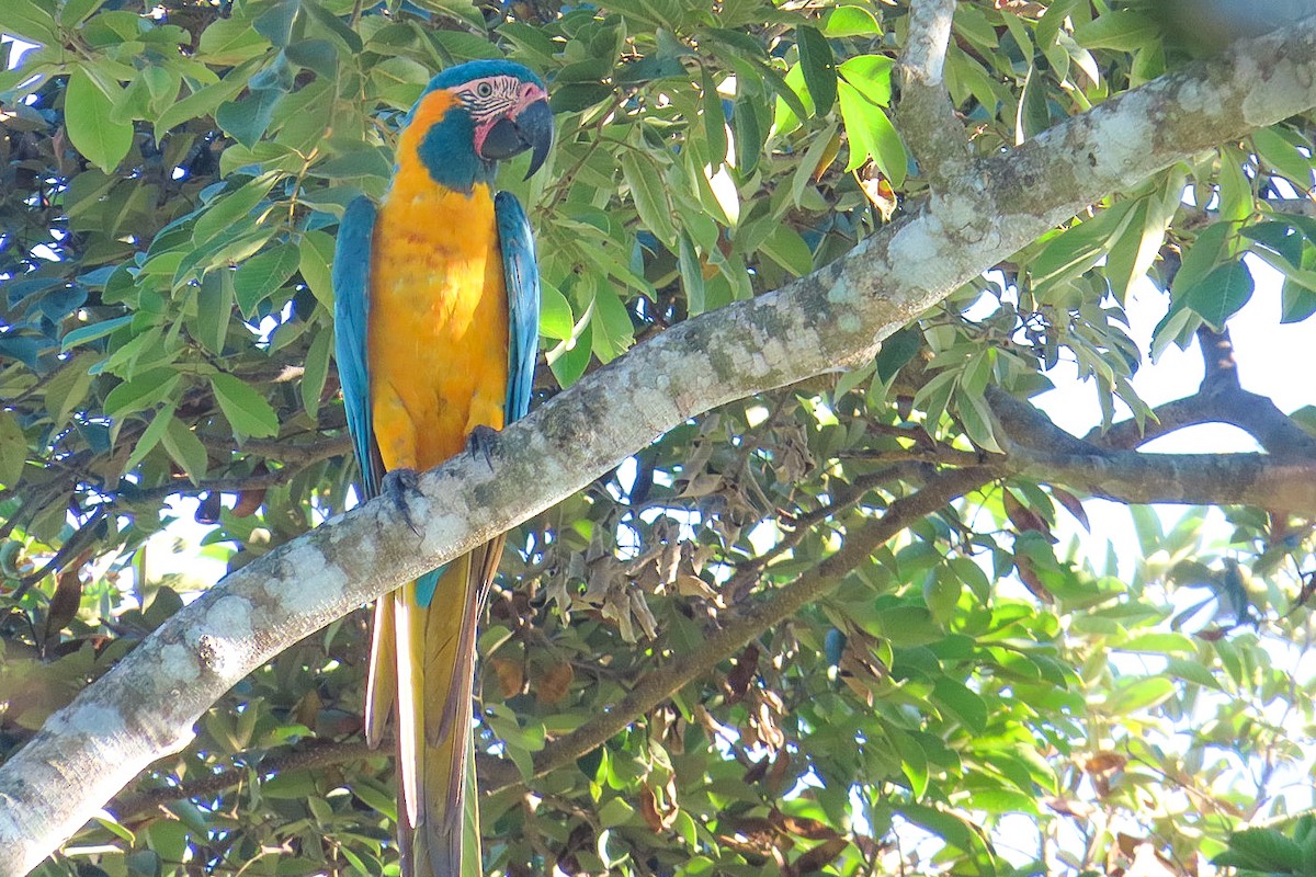 Blue-throated Macaw - ML619601880