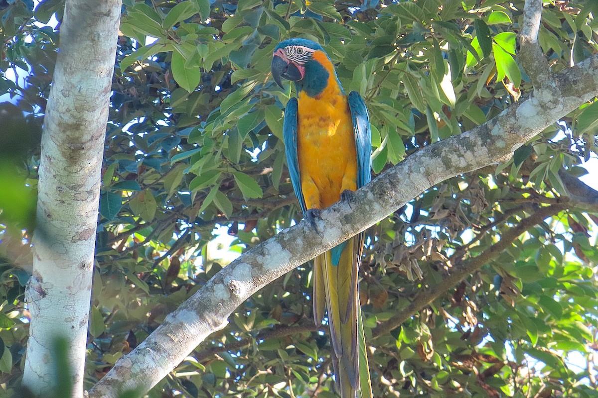 Blue-throated Macaw - Itamar Donitza