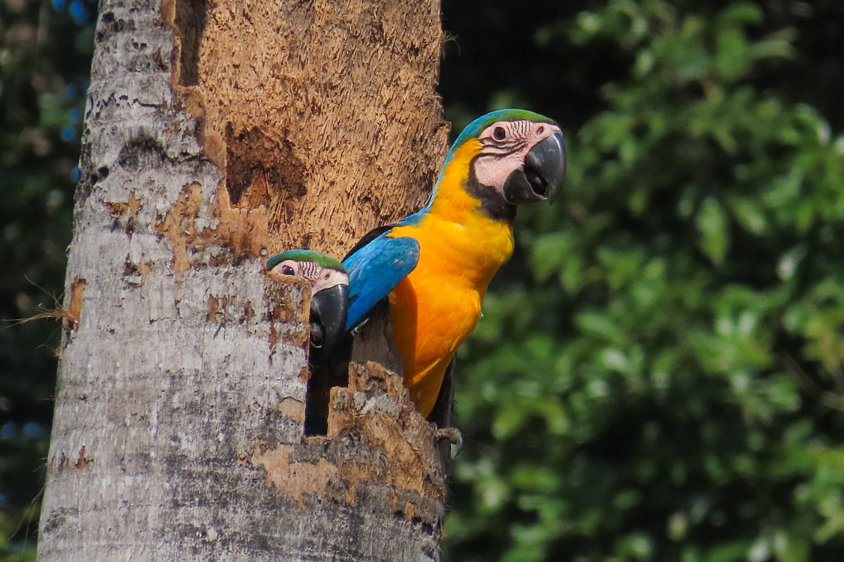 Blue-and-yellow Macaw - Itamar Donitza