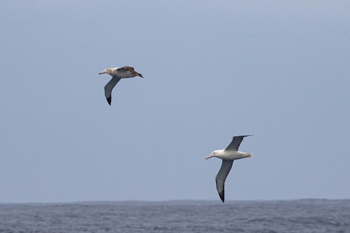 Southern Royal Albatross - Denis Corbeil