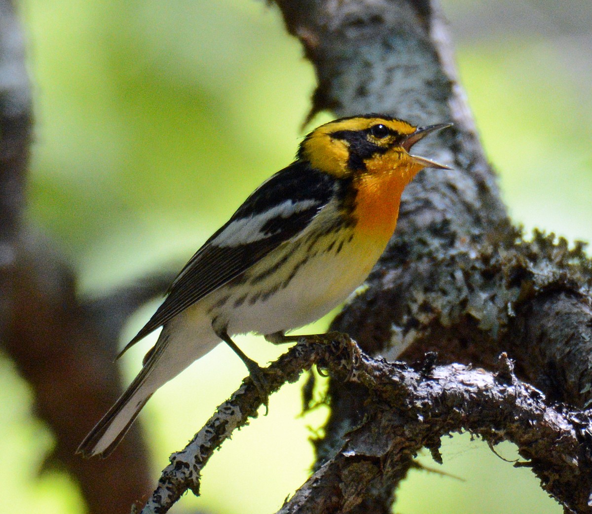 Blackburnian Warbler - ML619601891