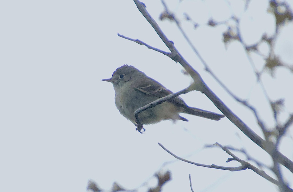 Dusky Flycatcher - Matt Blaze