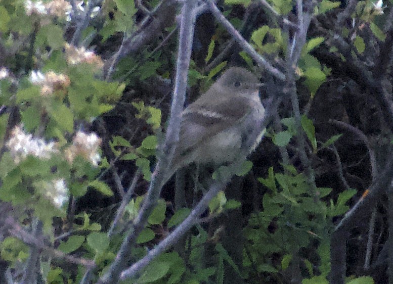 Dusky Flycatcher - Matt Blaze