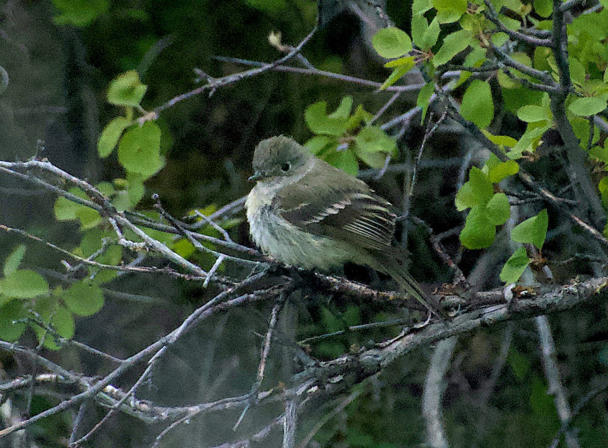 Dusky Flycatcher - Matt Blaze