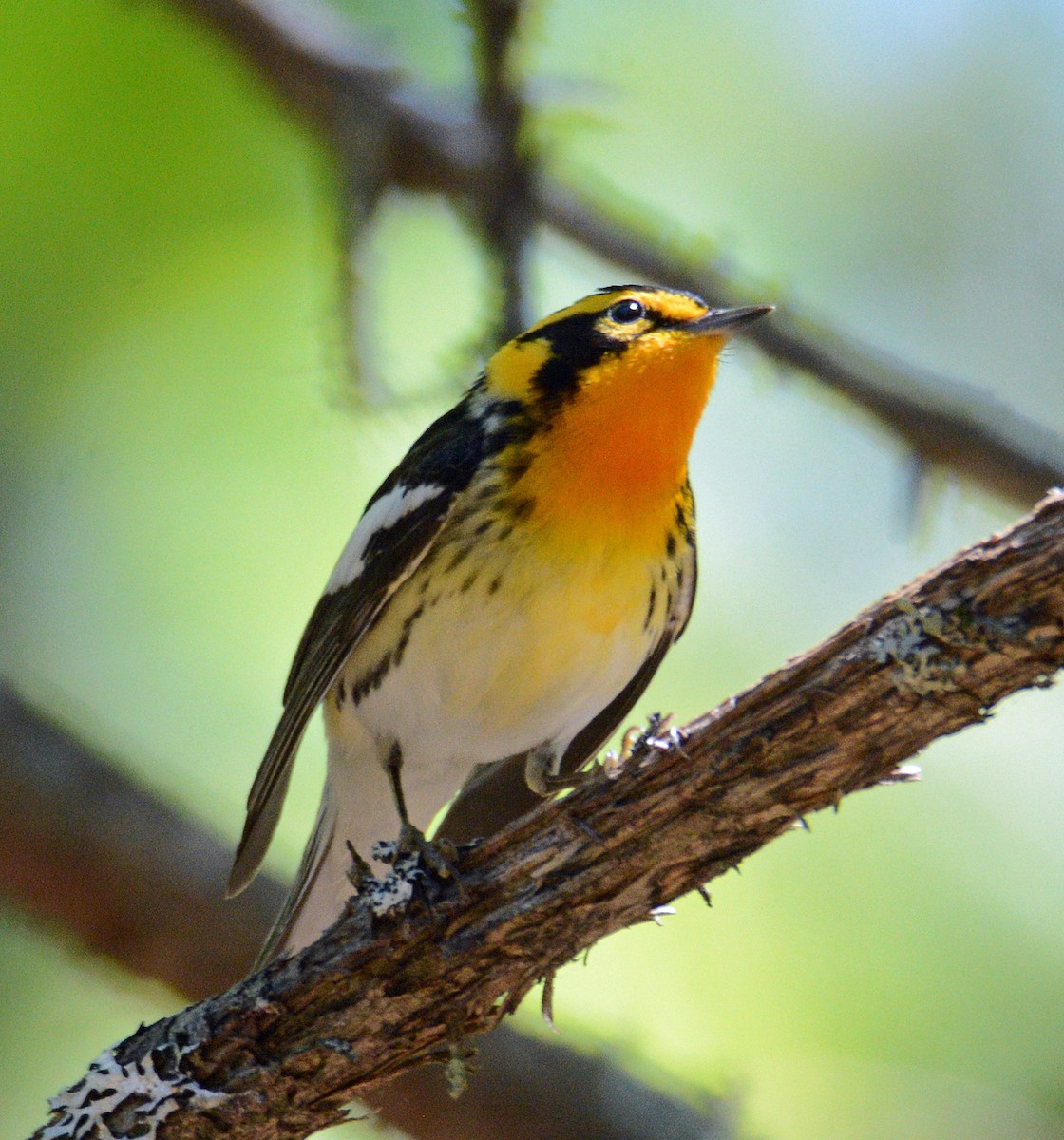 Blackburnian Warbler - ML619601898