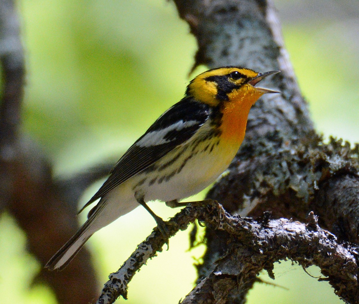 Blackburnian Warbler - Michael J Good