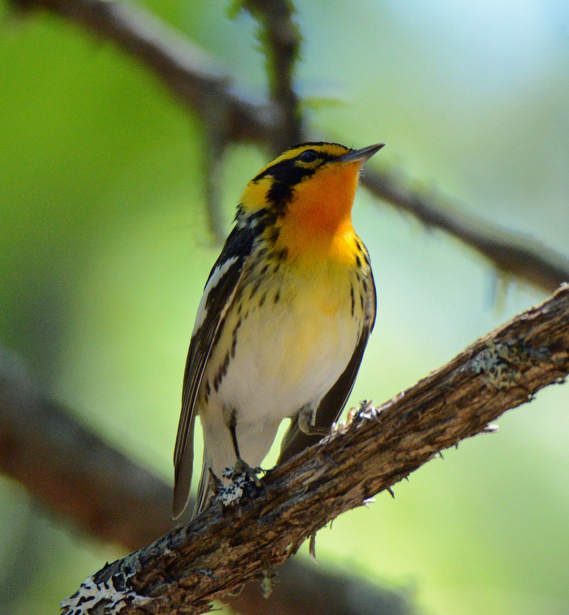 Blackburnian Warbler - Michael J Good