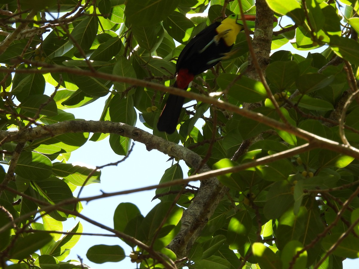 Keel-billed Toucan - ML619601903