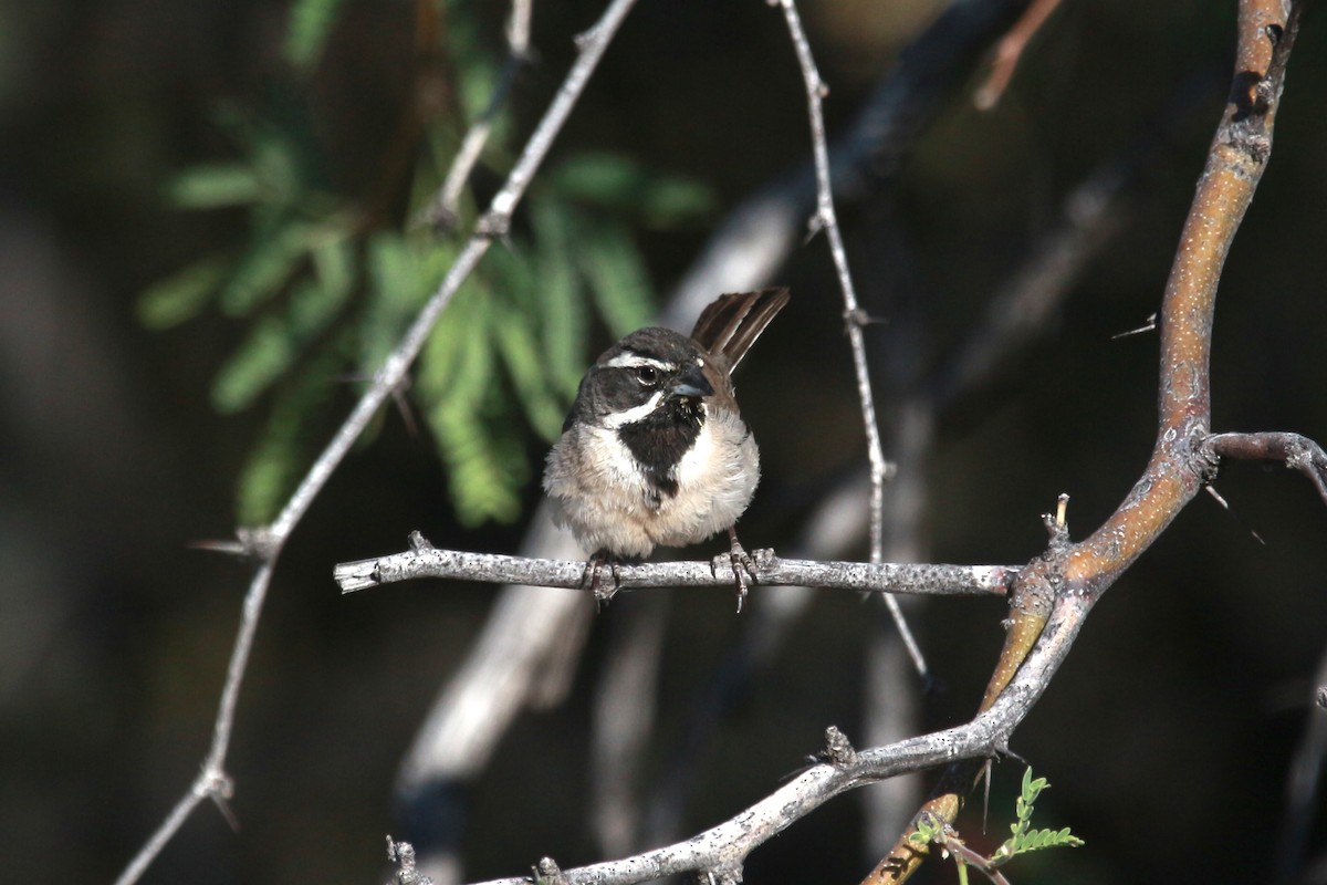 Black-throated Sparrow - Jesse Pline