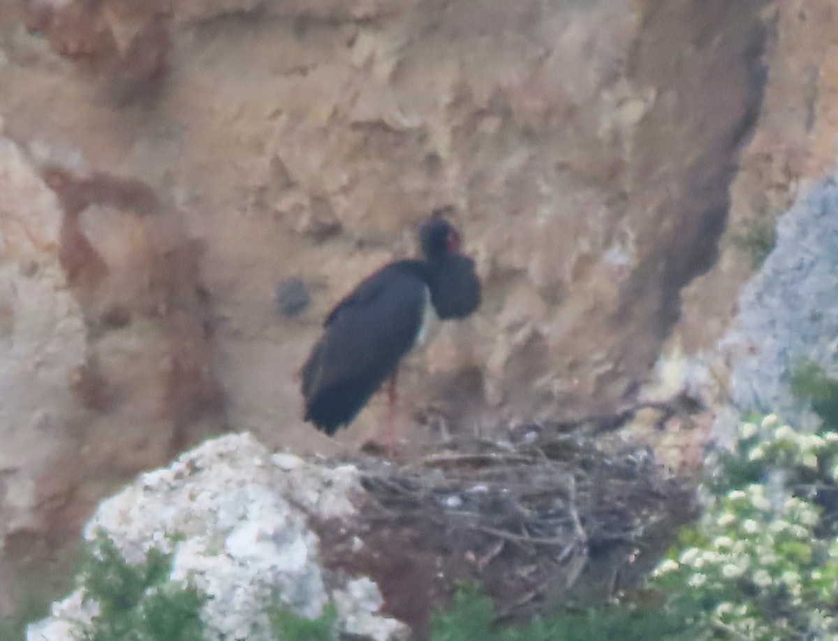 Black Stork - Doug Kibbe