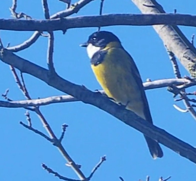 Golden Whistler - Jack Armstrong