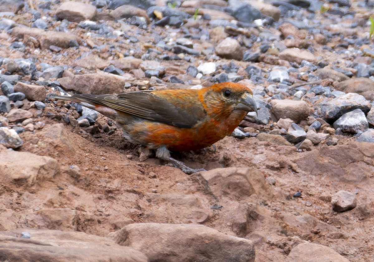 Red Crossbill - ML619601908