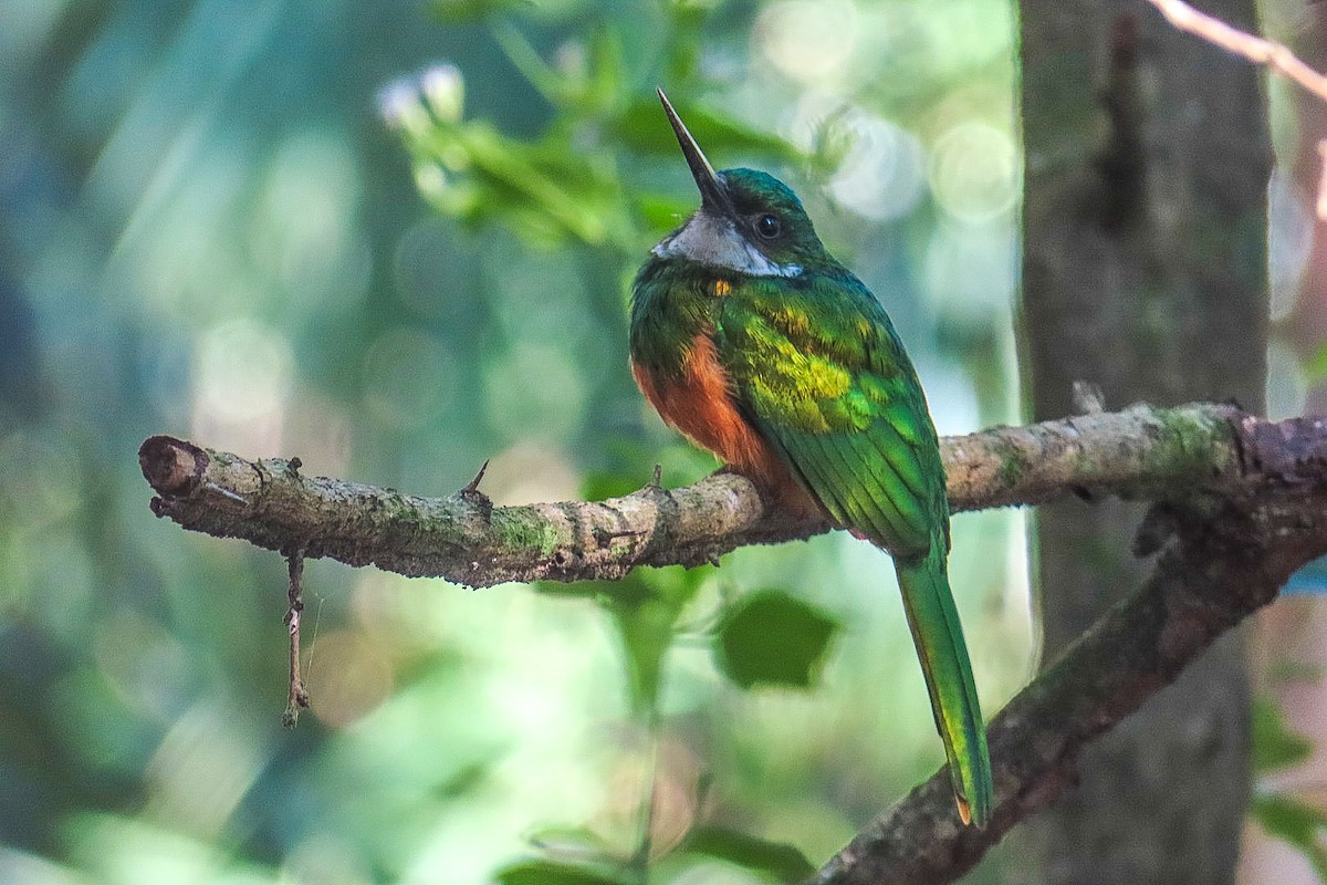 Jacamar à queue rousse - ML619601911