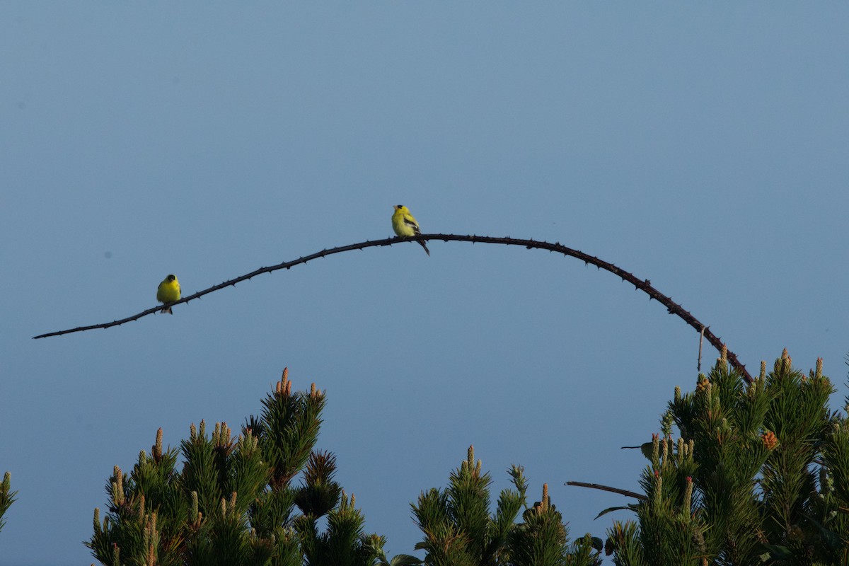 American Goldfinch - ML619601913