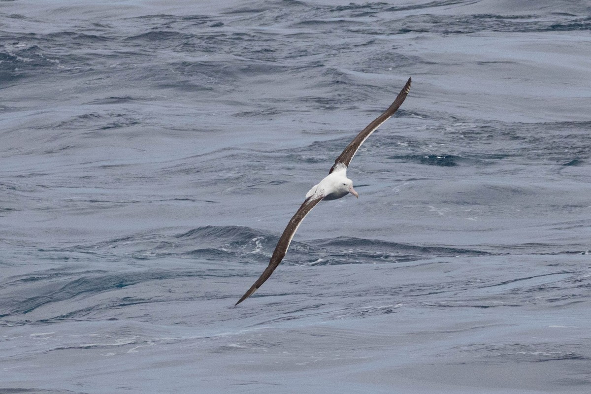 Southern Royal Albatross - Denis Corbeil