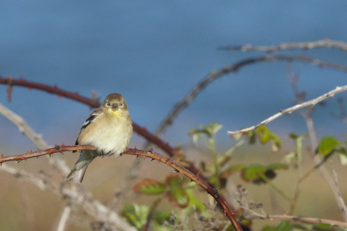 American Goldfinch - Deanna McLaughlin