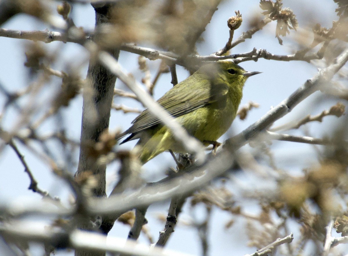 Orange-crowned Warbler - Matt Blaze