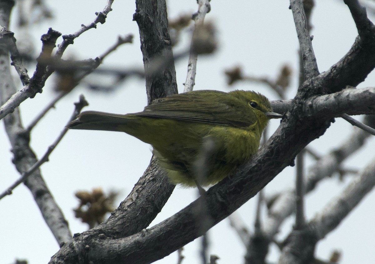 Orange-crowned Warbler - Matt Blaze