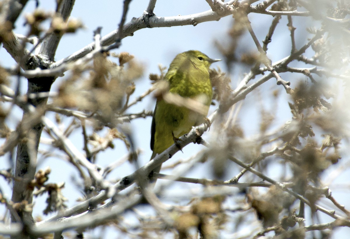 Orange-crowned Warbler - Matt Blaze