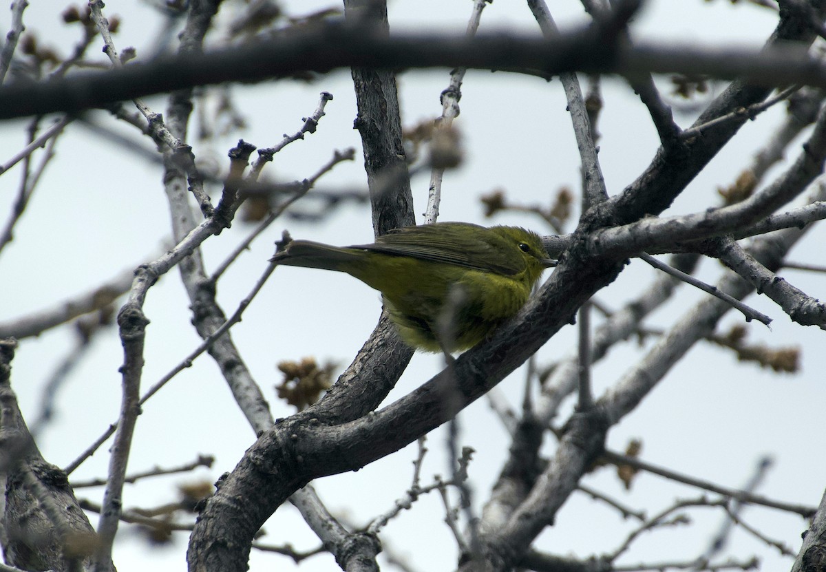 Orange-crowned Warbler - Matt Blaze