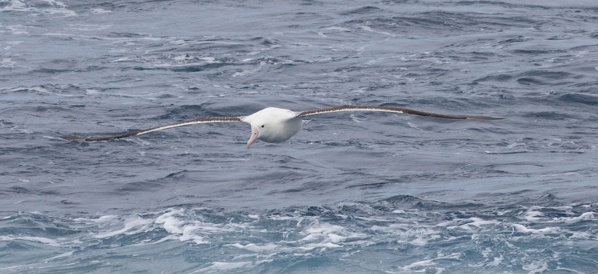 Southern Royal Albatross - Denis Corbeil