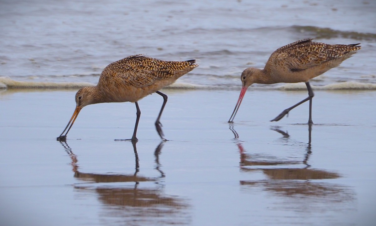 Marbled Godwit - Dick Cartwright