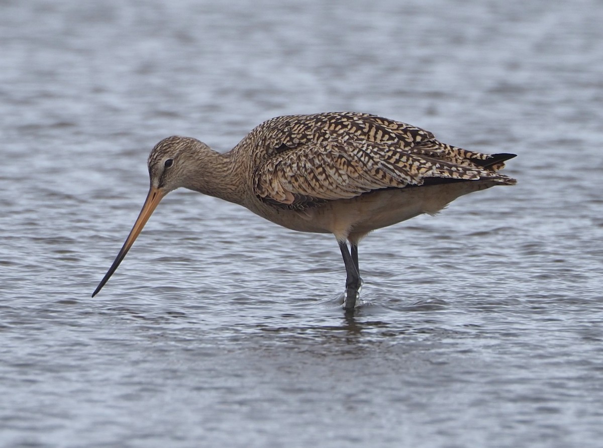 Marbled Godwit - Dick Cartwright