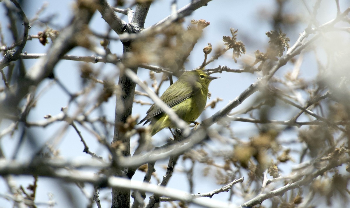 Orange-crowned Warbler - Matt Blaze