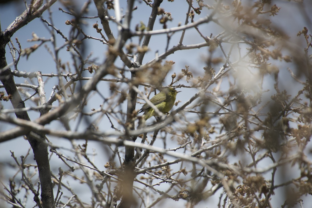 Orange-crowned Warbler - Matt Blaze