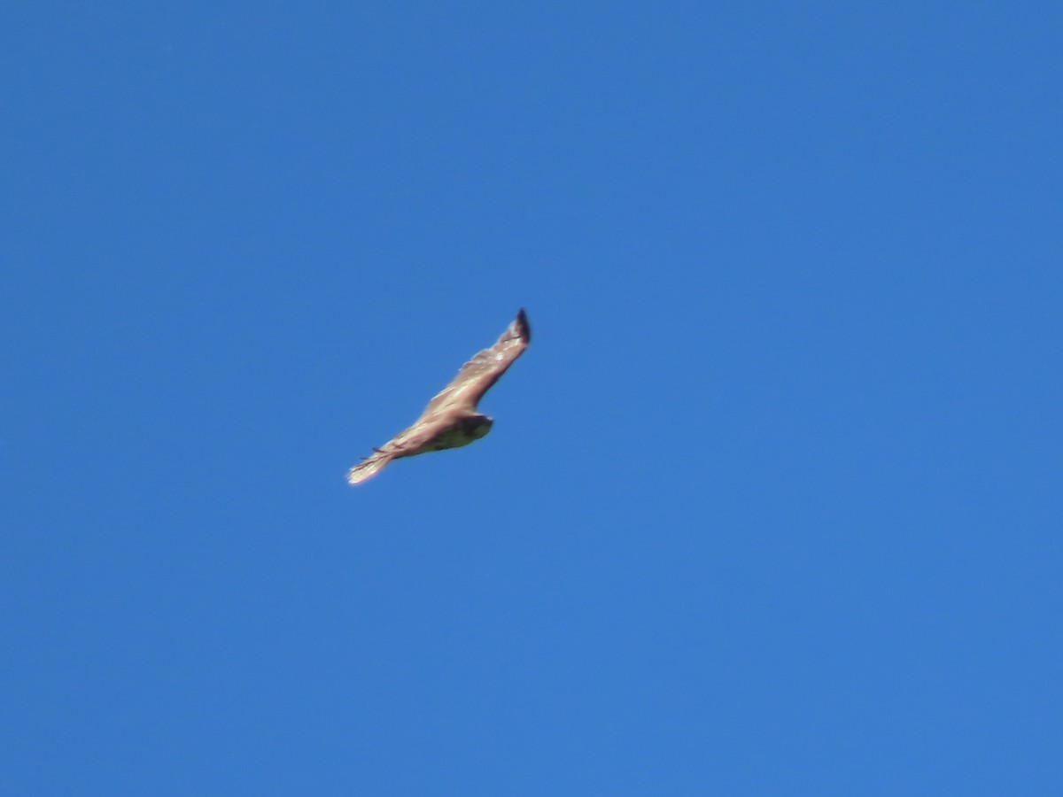 Red-tailed Hawk - Herky Birder