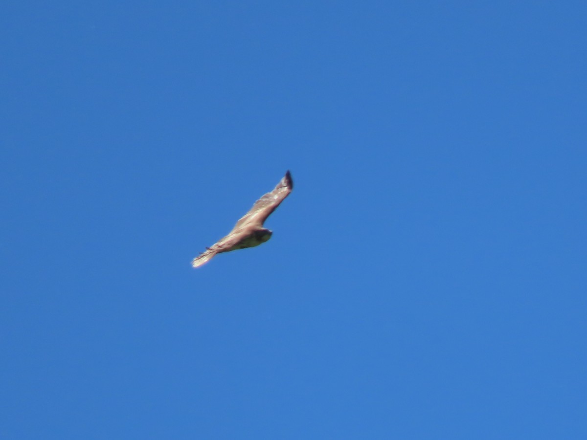 Red-tailed Hawk - ML619601943