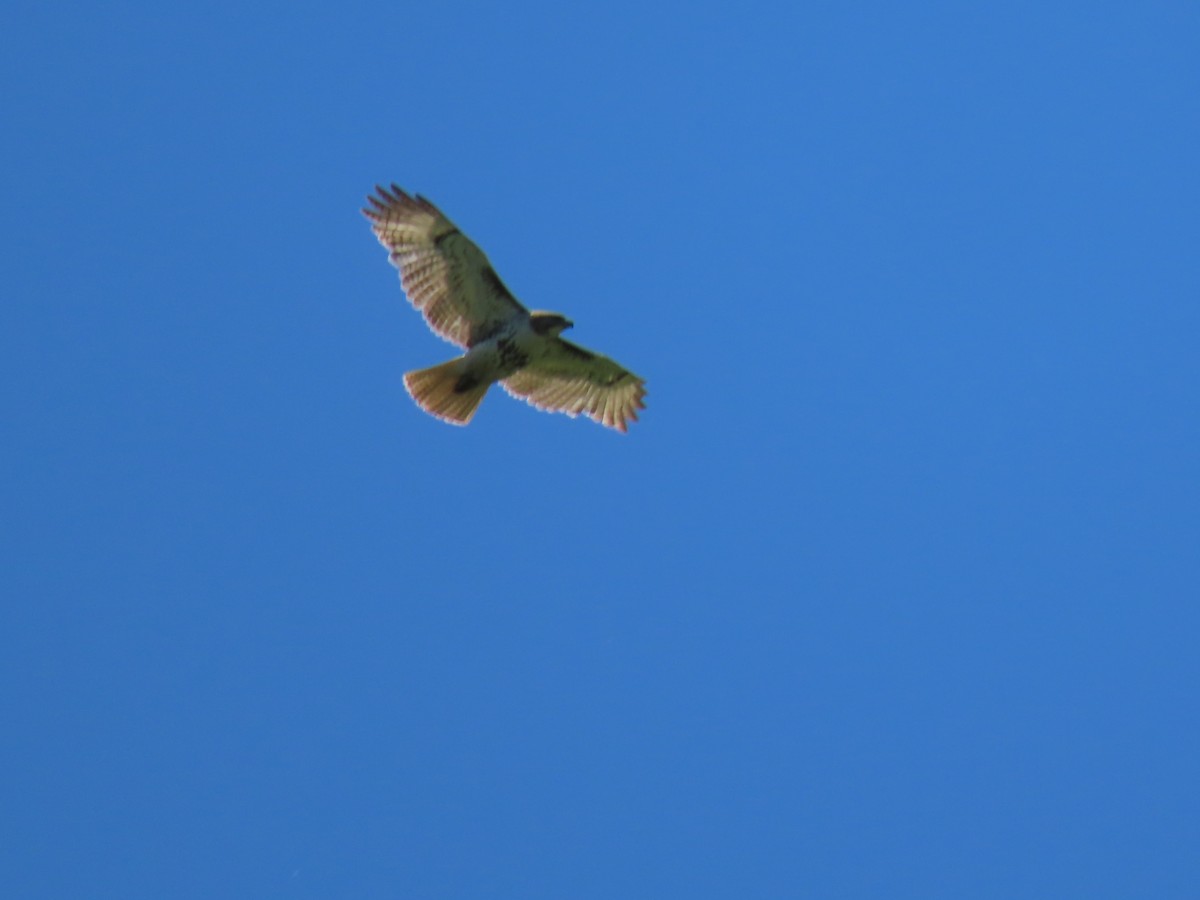 Red-tailed Hawk - Herky Birder