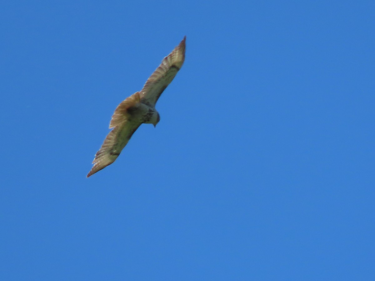 Red-tailed Hawk - Herky Birder