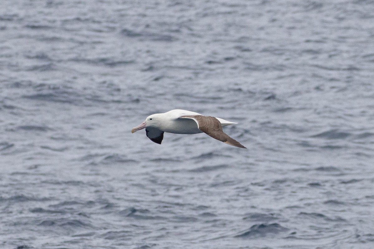 Southern Royal Albatross - Denis Corbeil